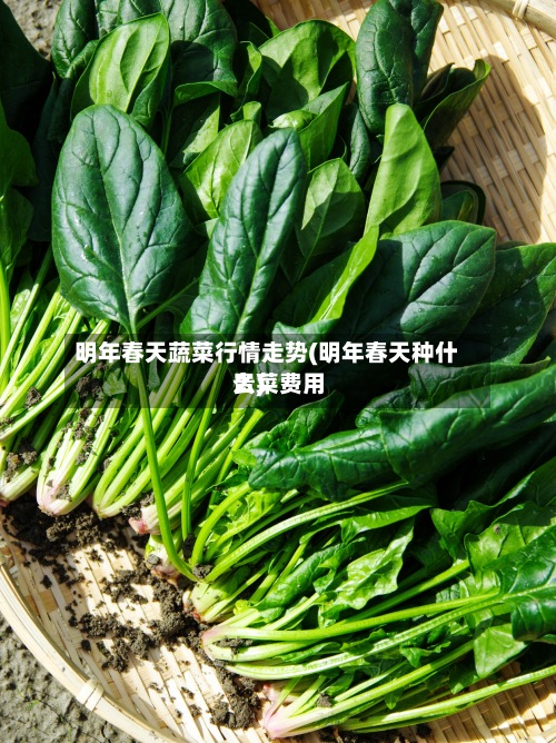 明年春天蔬菜行情走势(明年春天种什么菜费用贵)
