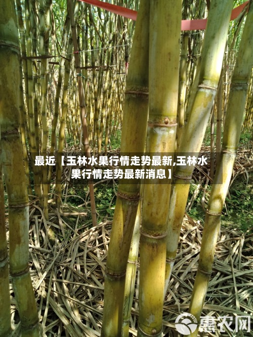 最近【玉林水果行情走势最新,玉林水果行情走势最新消息】-第2张图片