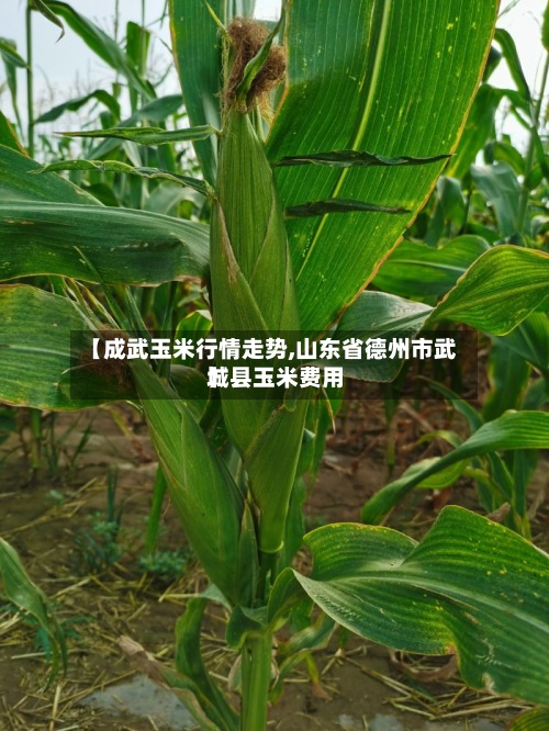 【成武玉米行情走势,山东省德州市武城县玉米费用】