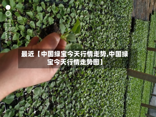 最近【中国绿宝今天行情走势,中国绿宝今天行情走势图】-第3张图片