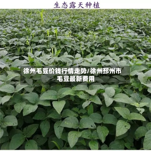 徐州毛豆价钱行情走势/徐州邳州市毛豆最新费用
-第3张图片