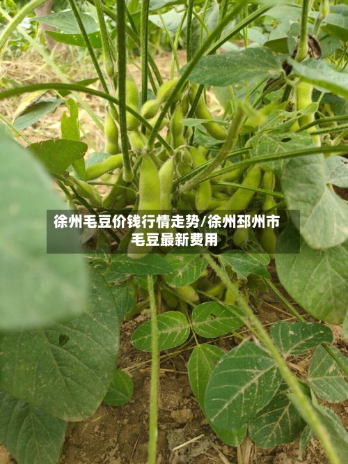 徐州毛豆价钱行情走势/徐州邳州市毛豆最新费用
-第2张图片