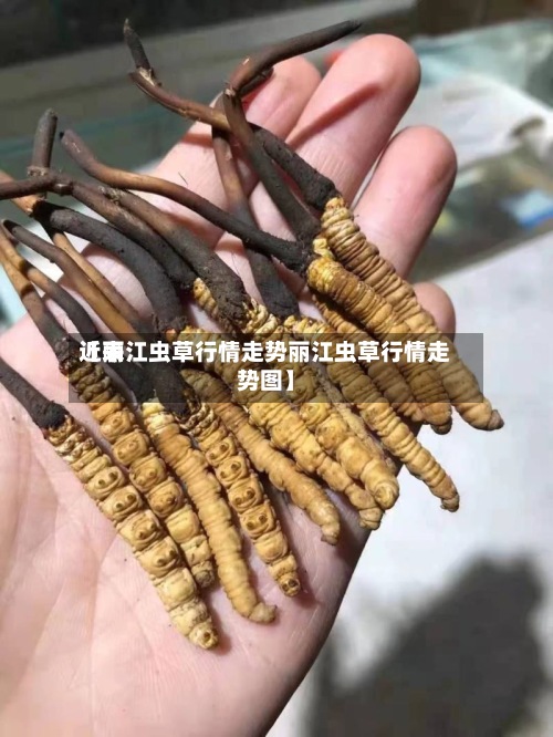 近来【丽江虫草行情走势丽江虫草行情走势图】