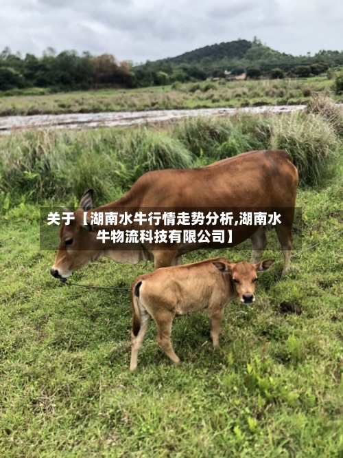 关于【湖南水牛行情走势分析,湖南水牛物流科技有限公司】