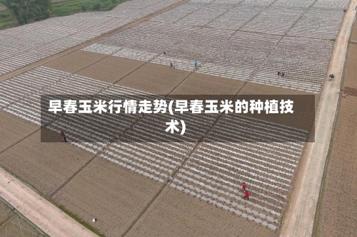 早春玉米行情走势(早春玉米的种植技术)