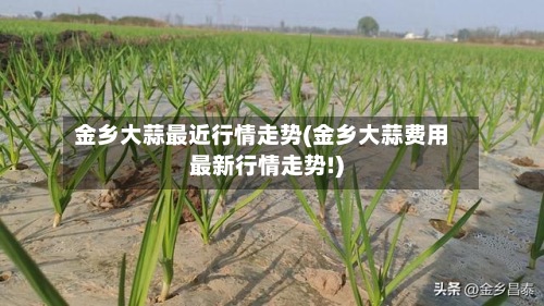 金乡大蒜最近行情走势(金乡大蒜费用
最新行情走势!)