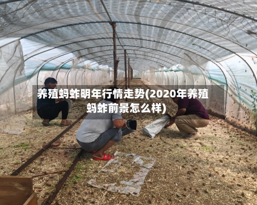 养殖蚂蚱明年行情走势(2020年养殖蚂蚱前景怎么样)