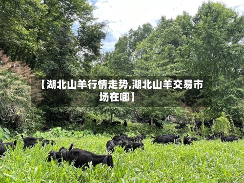 【湖北山羊行情走势,湖北山羊交易市场在哪】