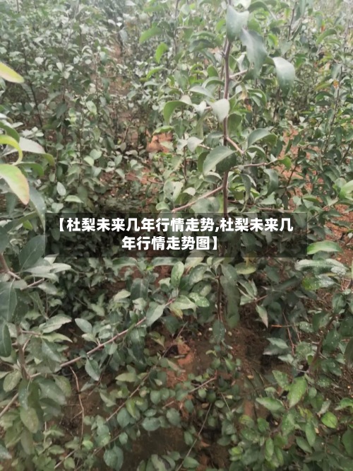【杜梨未来几年行情走势,杜梨未来几年行情走势图】-第2张图片