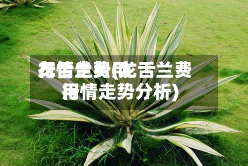 龙舌兰费用
行情走势(龙舌兰费用
行情走势分析)-第3张图片