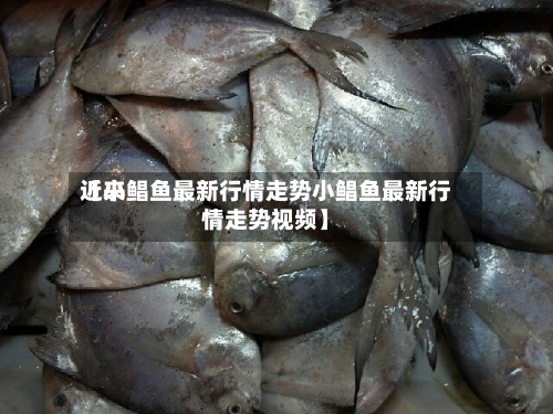 近来
【小鲳鱼最新行情走势小鲳鱼最新行情走势视频】