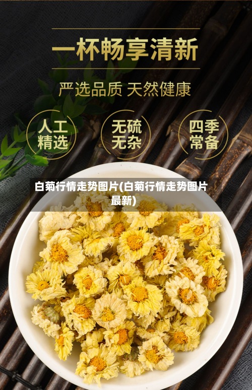 白菊行情走势图片(白菊行情走势图片最新)-第2张图片