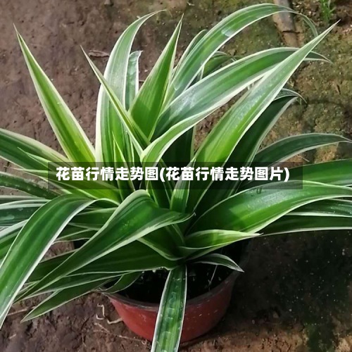 花苗行情走势图(花苗行情走势图片)