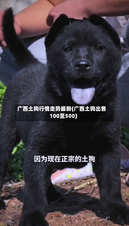 广西土狗行情走势最新(广西土狗出售100至500)-第2张图片