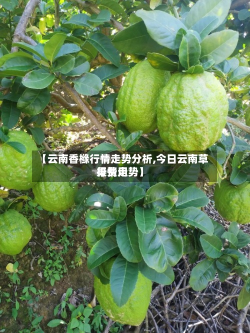 【云南香橼行情走势分析,今日云南草果费用行情走势】