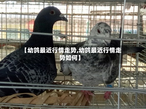 【幼鸽最近行情走势,幼鸽最近行情走势如何】-第2张图片