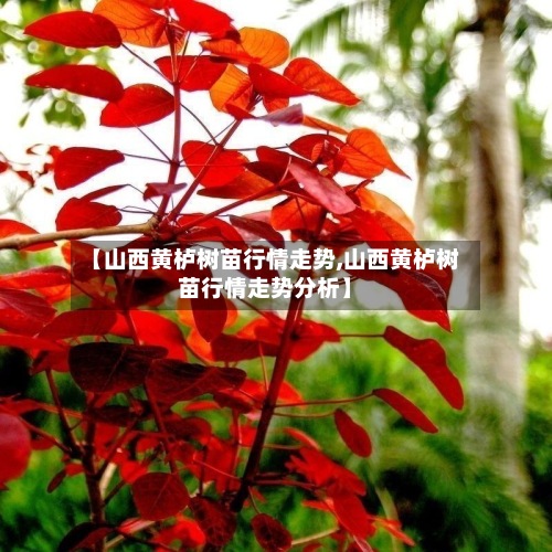 【山西黄栌树苗行情走势,山西黄栌树苗行情走势分析】-第2张图片