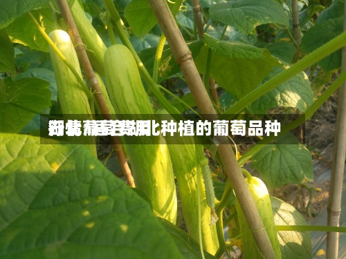 湖北葡萄费用
行情/适合湖北种植的葡萄品种