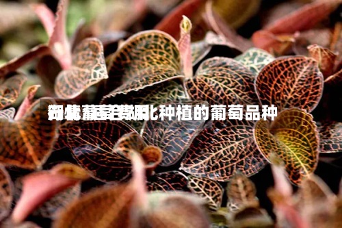 湖北葡萄费用
行情/适合湖北种植的葡萄品种-第3张图片