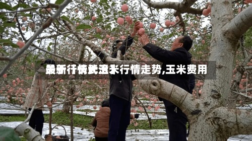 关于【长武玉米行情走势,玉米费用
最新行情长治】