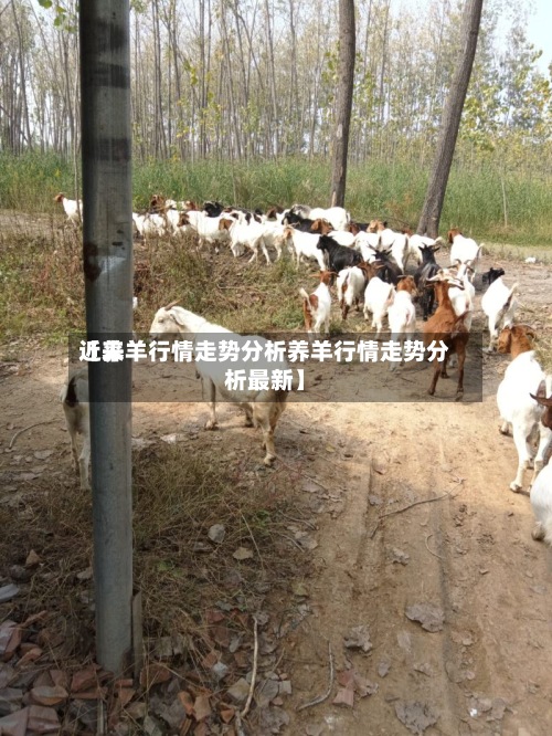 近来【养羊行情走势分析养羊行情走势分析最新】