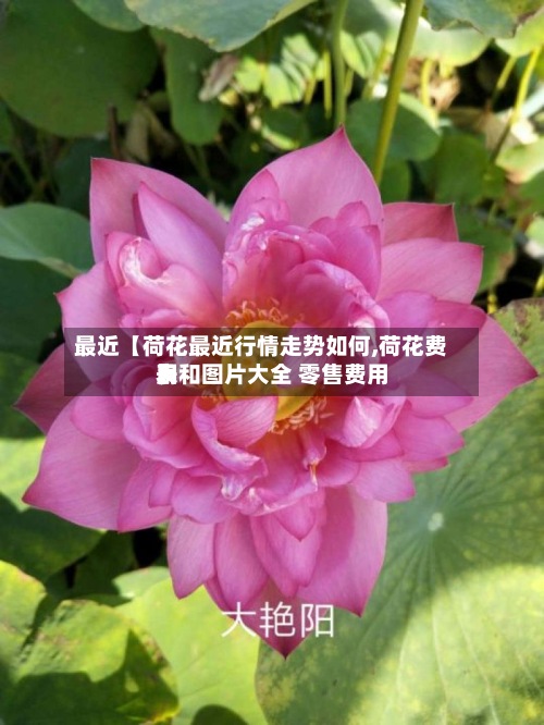 最近【荷花最近行情走势如何,荷花费用
表和图片大全 零售费用
】-第2张图片