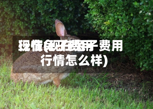现在兔子费用
行情(现在兔子费用
行情怎么样)-第2张图片