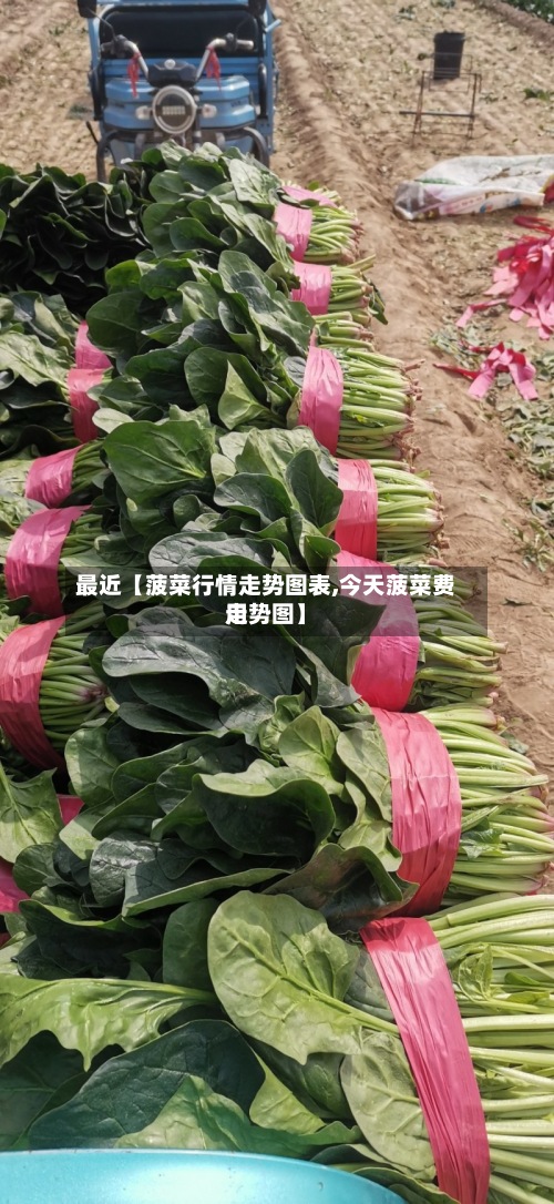 最近【菠菜行情走势图表,今天菠菜费用走势图】