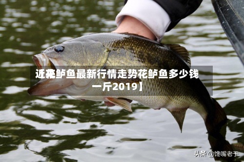 近来【花鲈鱼最新行情走势花鲈鱼多少钱一斤2019】-第3张图片