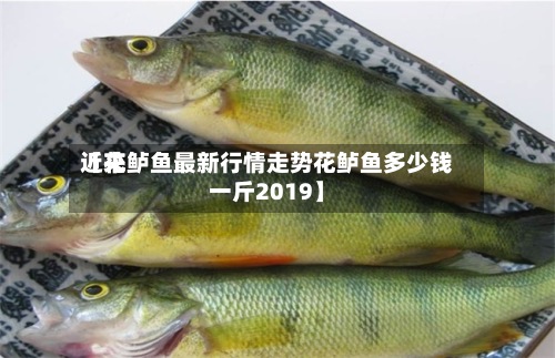 近来
【花鲈鱼最新行情走势花鲈鱼多少钱一斤2019】