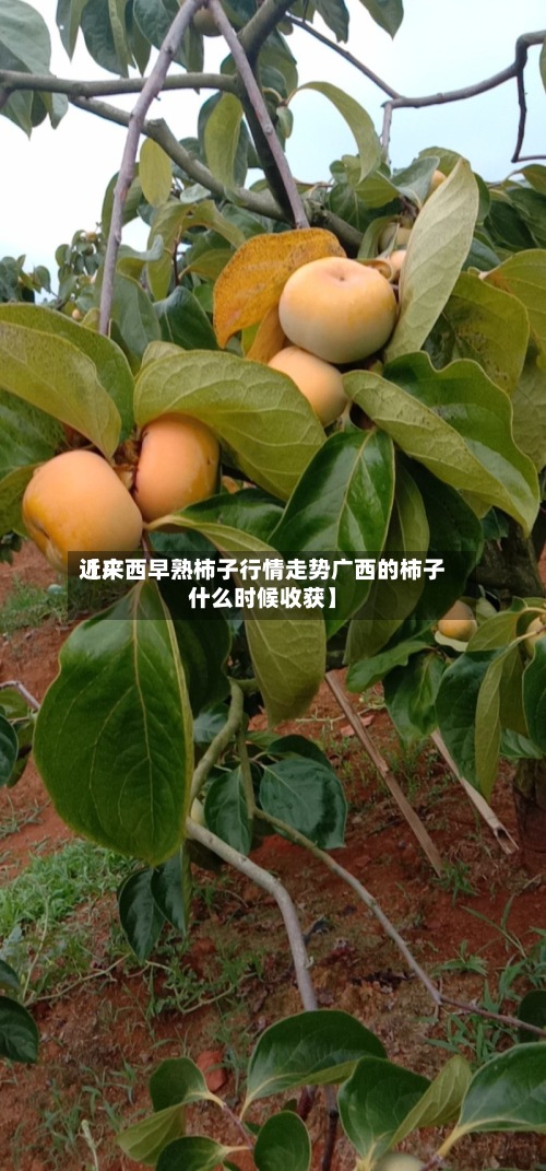 近来
【广西早熟柿子行情走势广西的柿子什么时候收获】-第2张图片