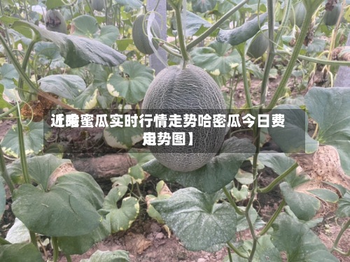 近来
【哈蜜瓜实时行情走势哈密瓜今日费用
走势图】