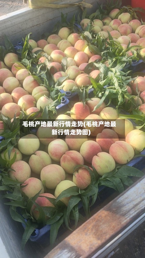 毛桃产地最新行情走势(毛桃产地最新行情走势图)