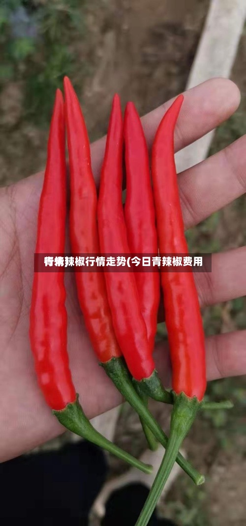 青米辣椒行情走势(今日青辣椒费用行情)-第2张图片