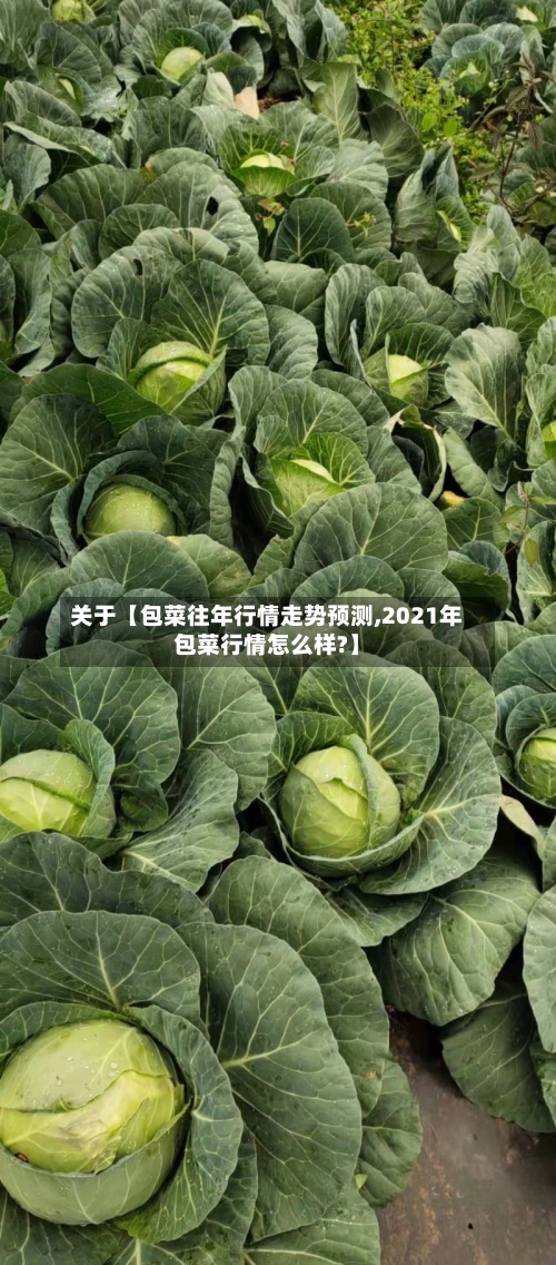 关于【包菜往年行情走势预测,2021年包菜行情怎么样?】