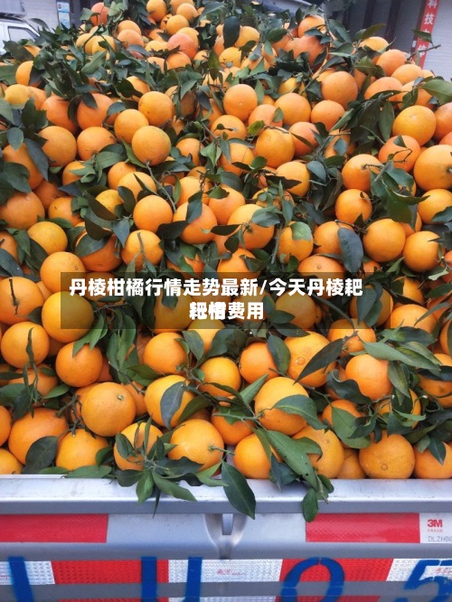 丹棱柑橘行情走势最新/今天丹棱耙耙柑费用行情