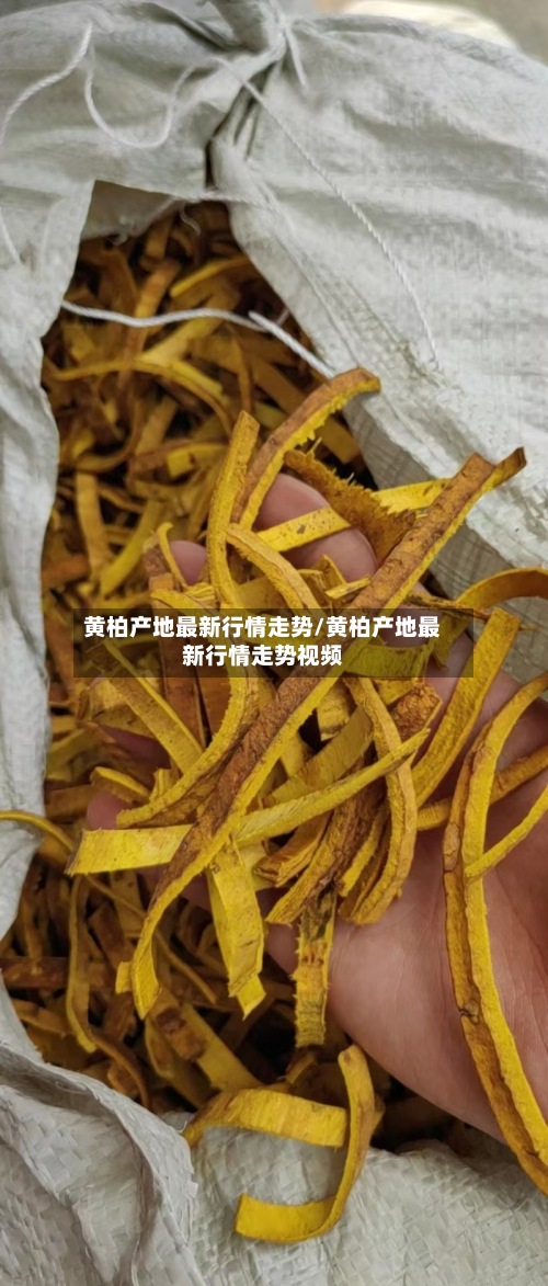 黄柏产地最新行情走势/黄柏产地最新行情走势视频-第2张图片