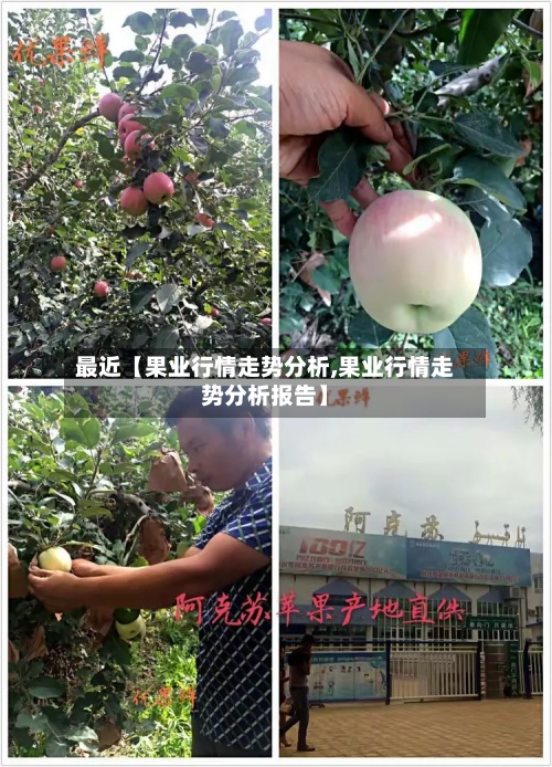 最近【果业行情走势分析,果业行情走势分析报告】-第2张图片