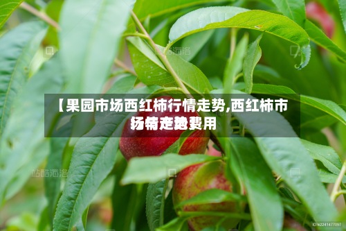 【果园市场西红柿行情走势,西红柿市场与产地费用
行情走势】-第2张图片