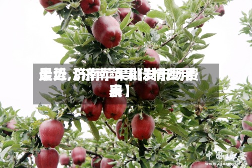最近【济南苹果行情费用
走势,济南苹果批发市场费用
表】-第2张图片