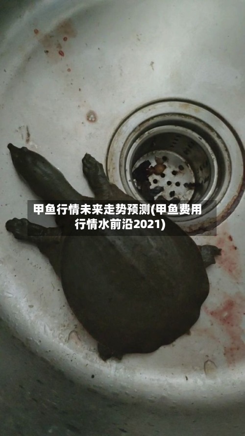 甲鱼行情未来走势预测(甲鱼费用行情水前沿2021)