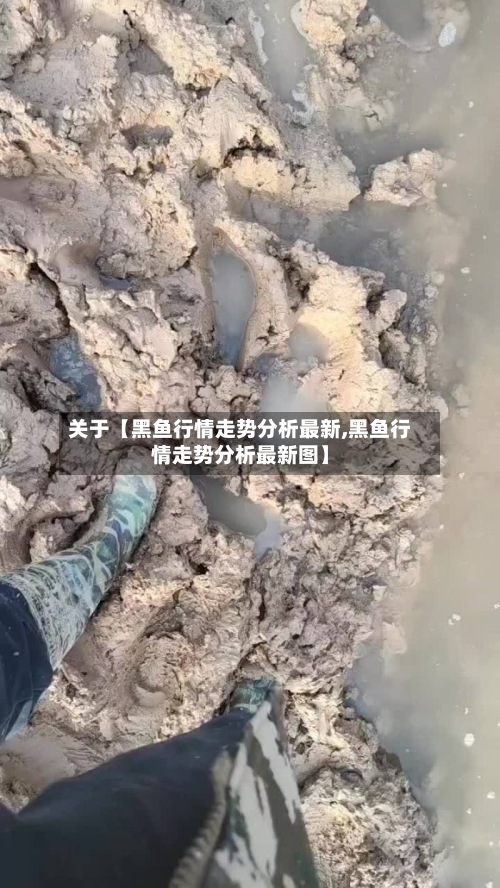 关于【黑鱼行情走势分析最新,黑鱼行情走势分析最新图】-第2张图片