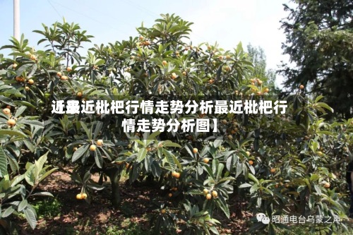 近来【最近枇杷行情走势分析最近枇杷行情走势分析图】