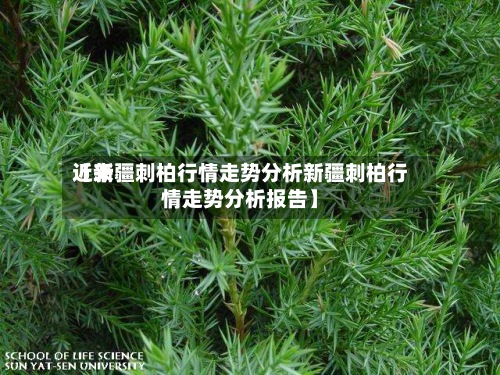 近来【新疆刺柏行情走势分析新疆刺柏行情走势分析报告】