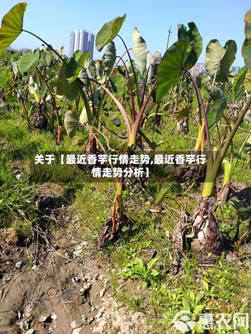 关于【最近香芋行情走势,最近香芋行情走势分析】-第2张图片