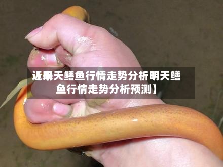 近来【明天鳝鱼行情走势分析明天鳝鱼行情走势分析预测】
