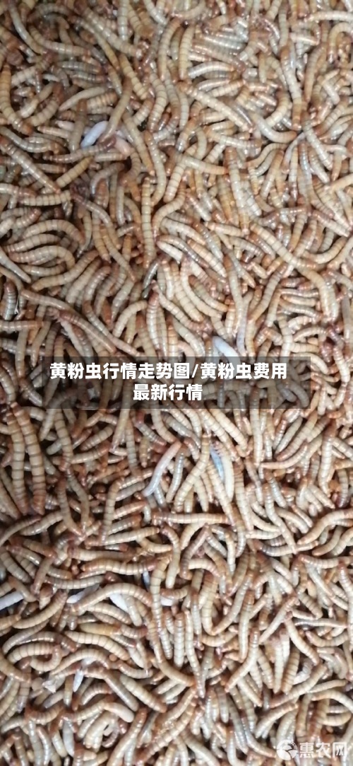 黄粉虫行情走势图/黄粉虫费用
最新行情
