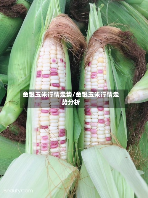 金银玉米行情走势/金银玉米行情走势分析-第2张图片