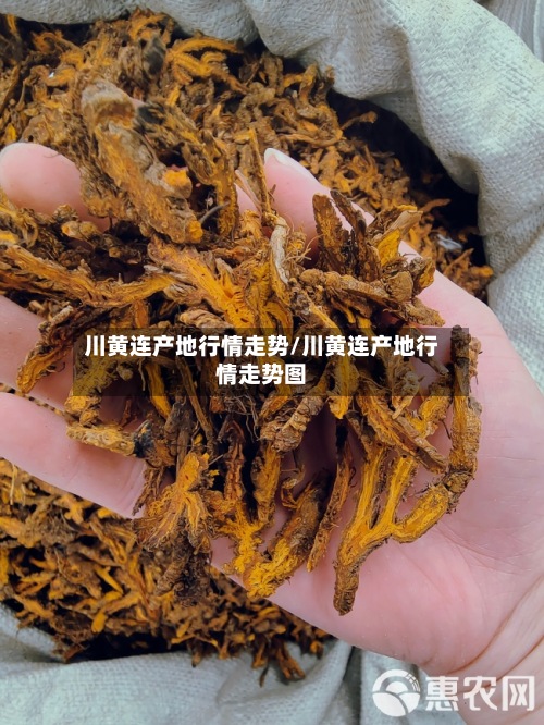 川黄连产地行情走势/川黄连产地行情走势图-第2张图片