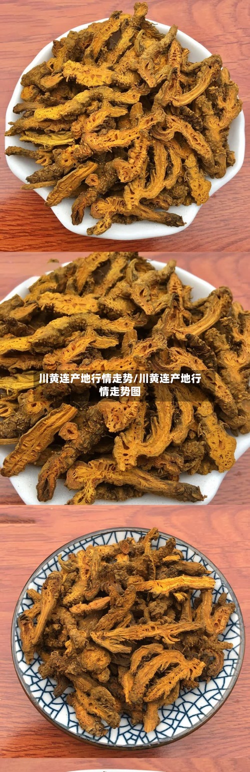 川黄连产地行情走势/川黄连产地行情走势图